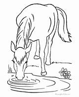 Coloring Pages Horses Foals Getcolorings Printable sketch template
