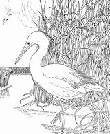 Crane Coloring Bird Whooping Pages Cranes Categories sketch template
