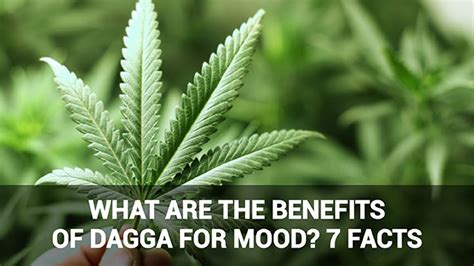What Are The Benefits Of Dagga For Mood 7 Facts Legal Weed