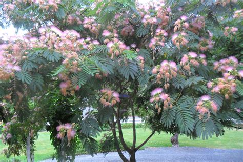 tree  pink flowers   middle   park area    paved road