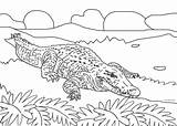 Alligator Biting sketch template