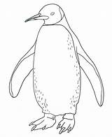 Penguin Pages Coloring Printable Getdrawings sketch template