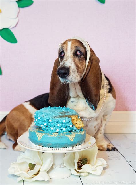 I Gave My Basset Hound A Cake For Her 10th Birthday And She Smashed It