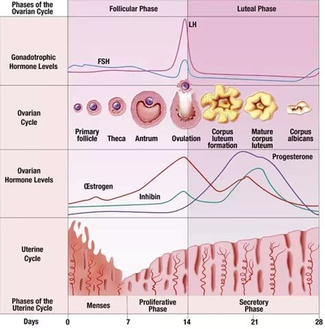 i have never understood the safe days in a menstrual cycle can someone explain it to me quora