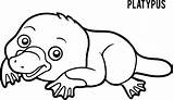 Platypus sketch template