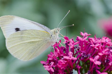 white butterfly  halfhandau  deviantart