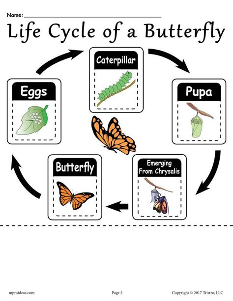 life cycle  butterfly printable printable word searches