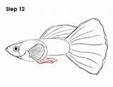 Fish Guppy Draw Drawings Drawing Step Tail Lines Structure Animals Cartoon Wavy Series Use Body How2drawanimals sketch template