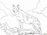 Wolf Coloring Pages Red Printable North American Wolves Colors Drawings Animal Sheets Draw Animals Adult Adults Kids Colouring Drawing Books sketch template