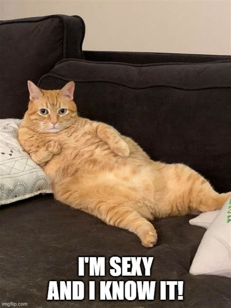 Image Tagged In Sexy Cat Imgflip
