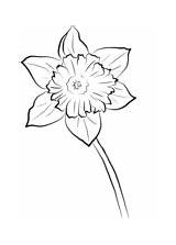 Osterglocken Narzisse Daffodil Malvorlagen sketch template