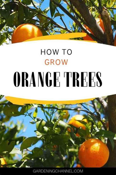 grow orange trees  seeds  saplings gardening channel