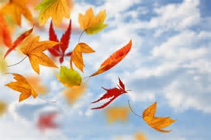 Image result for pictures of autumn l;eaves for eyfs