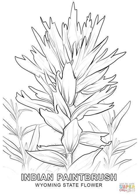indiana state flower coloring coloring pages