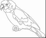 Parrot Coloring Amazon Outline Pages Designlooter Drawing Fabulous 1203 29kb Getdrawings sketch template