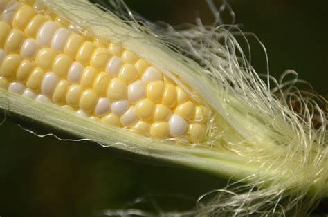 6 stages of corn reproduction fresh fork market