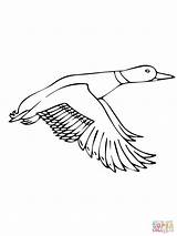 Stockente Mallard Flying Fliegende Ausmalbild Ausmalbilder Ducks Line Fly Ausdrucken sketch template