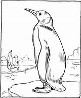 Coloring Pages Pingouin Animal sketch template