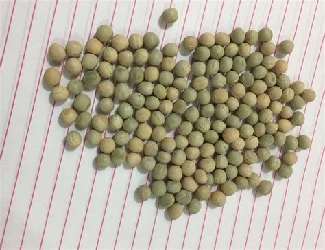 dried green peas manufacturer dried green peas supplier eic  export