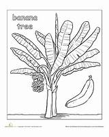 Plátano Fairtrade Platano Worksheet Acrílico Bananas Tropicales Selva árbol sketch template