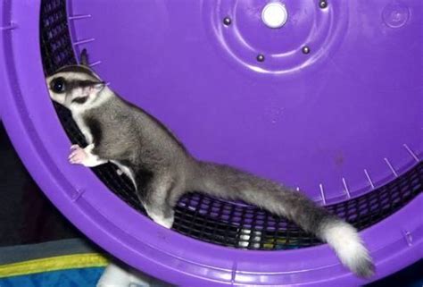 gorgeous mosaic ring tail baby sugar glider  sale  garden city south carolina classified