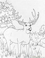 Buck Hunting Hirsch Ausmalbilder Whitetail Mule Muledeer Mammals Reh Tail sketch template