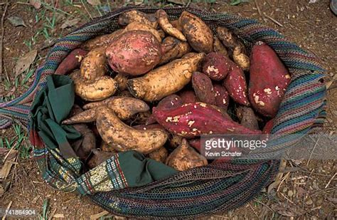 Sweet Potatoes Growing Photos Et Images De Collection Getty Images