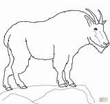 Goat Ziege Ausmalbilder Coloriage Animaux Goats Ausmalbild Pygmy Colorare Colorier Capra Nevi sketch template