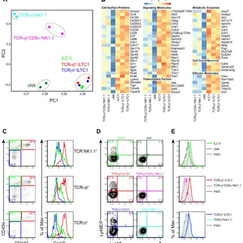 tumor  gzmb expressing  cells  unconventional  scientific diagram