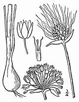 Allium Vineale Sketchbook Wild Invasive Species sketch template