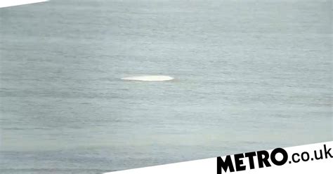 beluga whale spotted swimming in river thames metro news