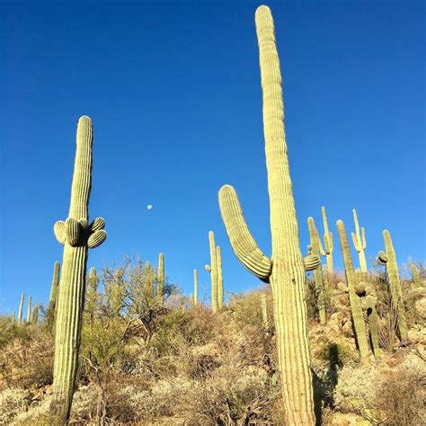 canyon ranch wellness resort luxury spa tucson cactus plants