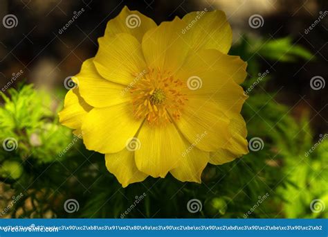yellow adonis flower closeup stock photo image  closeup forest