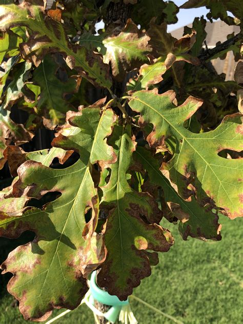 newly planted oak trees leaves turning brown  edges texags