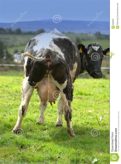 royalty free stock images cow taking a pee image 828609