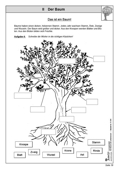 lernwerkstatt der baum als lebensraum baum blaetter