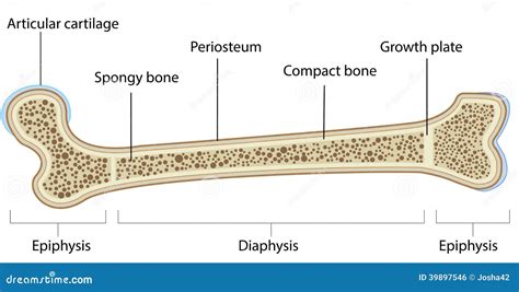 bone anatomy labeled diagram stock vector image