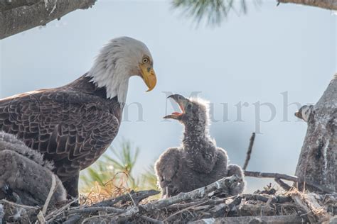 Bald Eagle Mom And Chick Calling – Tom Murphy Photography