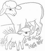 Sheep Coloring Pages Omaľovánky Zvieratá sketch template