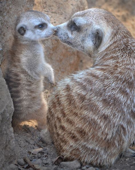 nose  nose  baby meerkat  finally emerged    flickr