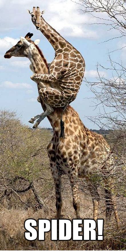 spider scared giraffe ~ funny joke pictures