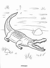 Wild Krokodil Crocodile Cocodrilo Malvorlagen Coloriage Ausmalbilder Onshore Colorare Colorkid Ausmalen Salvajes Kommen Venu Terre Veio Selvatici Llegado Coloriages Colorier sketch template
