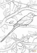 Flycatcher Coloring Scissor Tailed Pages Birds Drawing Categories sketch template