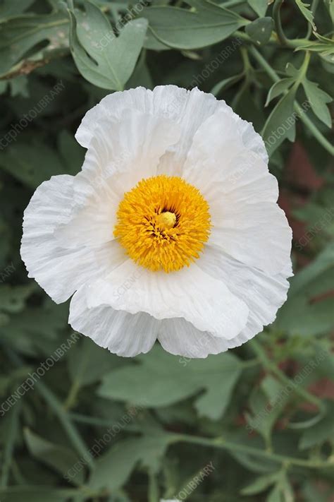 romneya coulteri stock image  science photo library