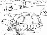 Turtle Coloring Pages Desert Color sketch template