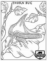 Thorn Bug Coloring sketch template