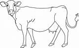 Cow Clip Coloring Line Sweetclipart sketch template