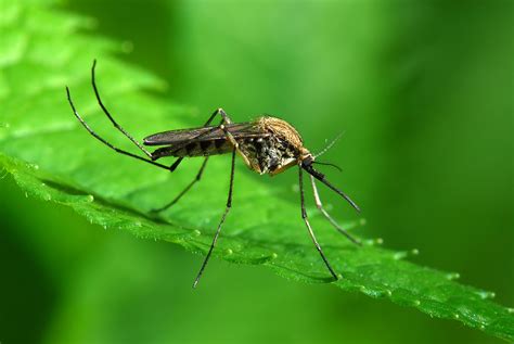 mosquito barrier spray  birmingham mosquito squad