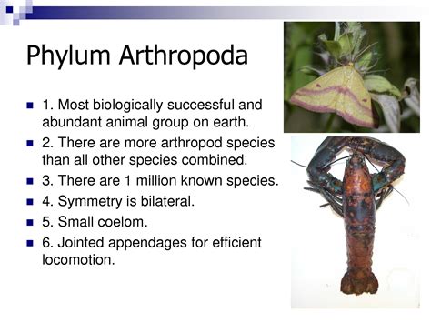 information   creatures  phylum arthropoda phylum arthropoda