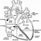 Heart Coloring Diagram Anatomy Pages Printable Getcolorings Color sketch template